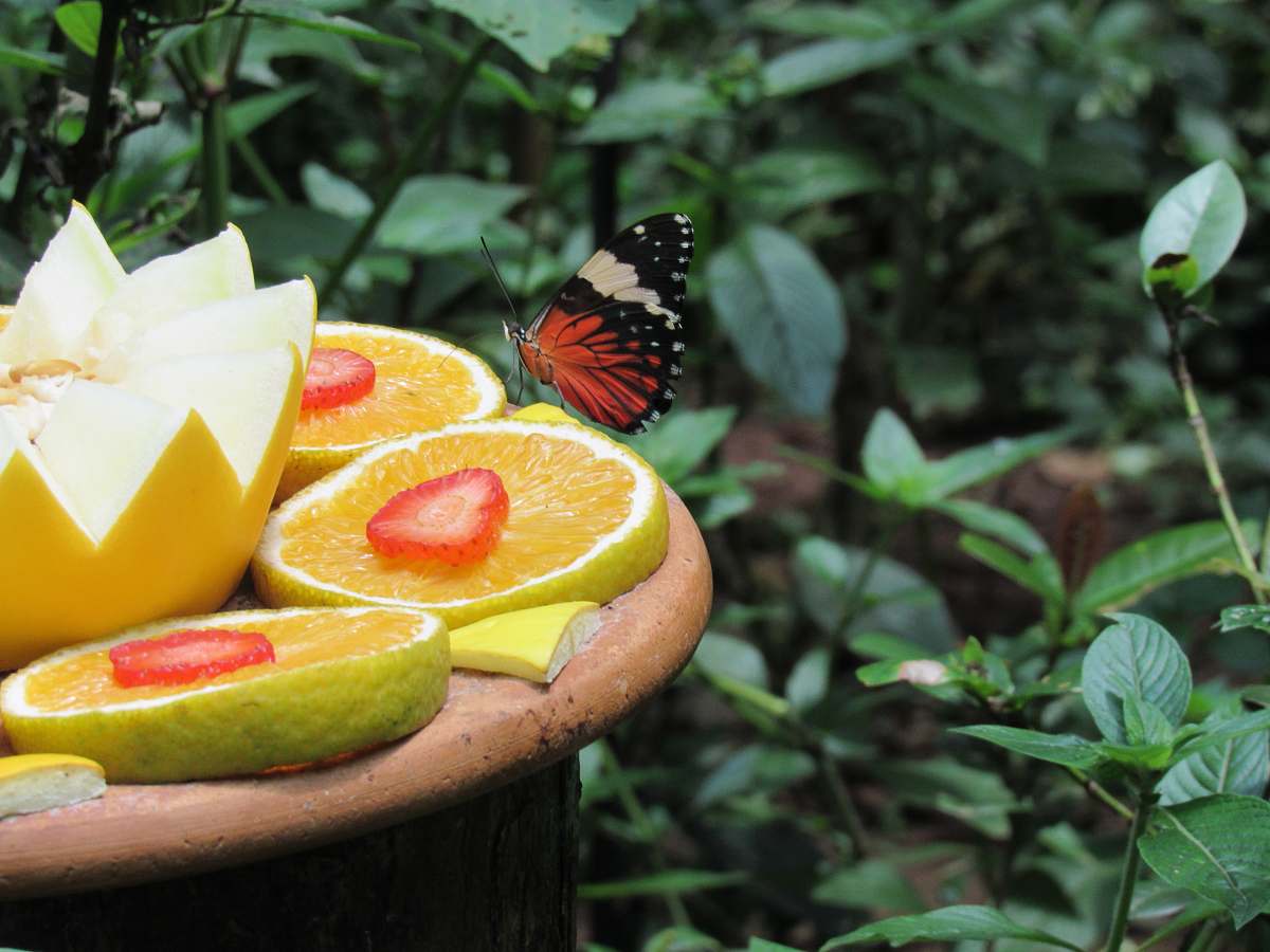 fruit selective focus photography of butterfly on sliced fruits food